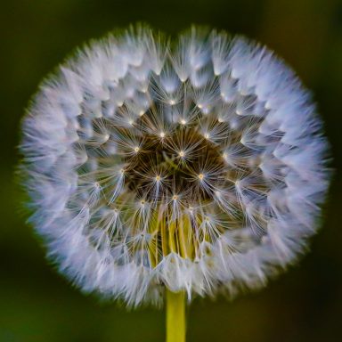 Nahaufnahme einer dandelion mit weichen, flauschigen Samen im Vordergrund.